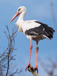 चित्र:Ringed white stork.jpg