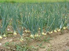 चित्र:Field with onions.jpg
