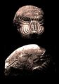 The Masarh lion, 3rd century BCE