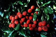 चित्र:Lychee.jpg