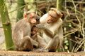 २०:३१, १० नवंबर २०१६ ले के संस्करण के चिप्पी रूप।