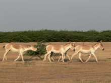 चित्र:Wild ass group female.jpg