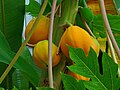 २२:०८, ९ फरवरी २०१० ले के संस्करण के चिप्पी रूप।
