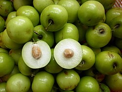 TaoTa ZiziphusMauritiana.JPG