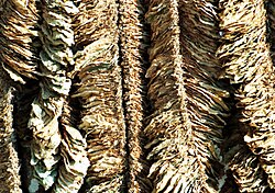 Basma-tobacco-drying.jpg