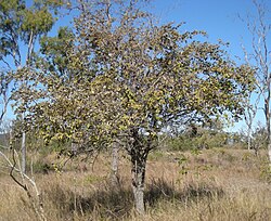 Zizyphus mauritiana tree.jpg