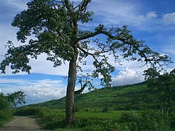 Landscape of Manipur1.jpg
